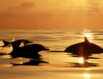 dolphins jumping out of the water during sunset