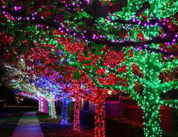 Trees decorated with Christmas lights in Hilton Head, South Carolina