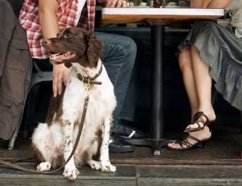 couple eating outside with dog at restaurant