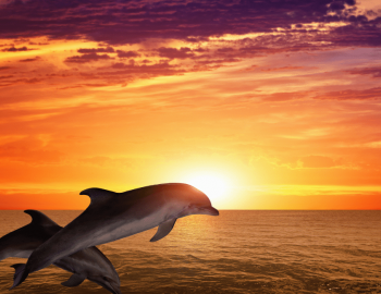 dolphins jumping sunset
