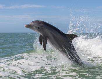 A dolphin sighted on one of Hilton Head Island's boat tours