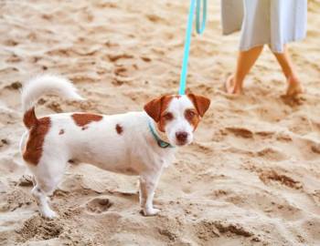 A dog on one of Hilton Head Island's pet friendly beaches