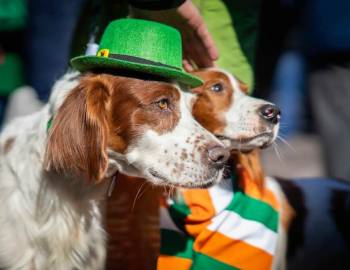 Two dogs dressed in green at the St Patrick's Day Parade on Hilton Head Island