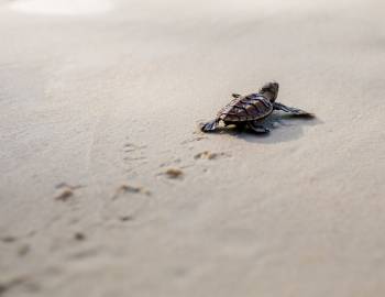 A baby sea turtle returning to the ocean after nesting season on Hilton Head Island