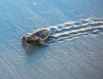 A hatchling heading to the ocean during sea turtle nesting season