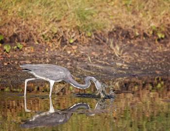 blue heron catching fish at the audubon newhall preserve on hilton head
