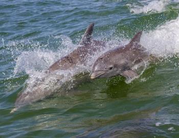 dolphins swimming in the sea