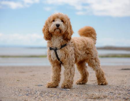 goldendoodle puppy on beach