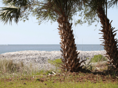 daufuskie island sc palm trees