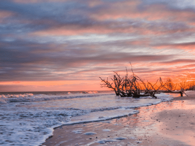 Edisto Beach Tree Fog Water