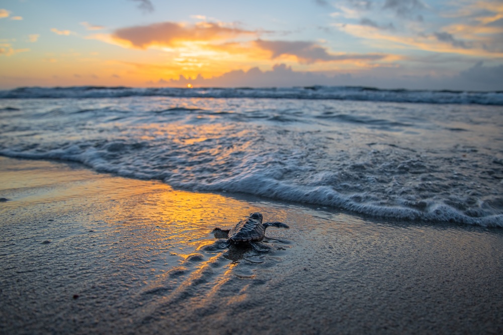 sea turtles 